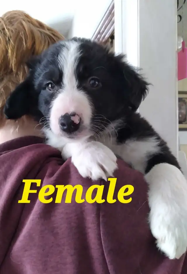 Purebred Border Collie puppies in Dogs & Puppies for Rehoming in Moncton - Image 6