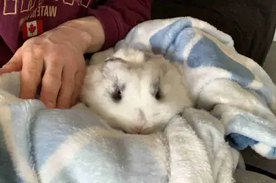 Help Rehome My Bun!, View more