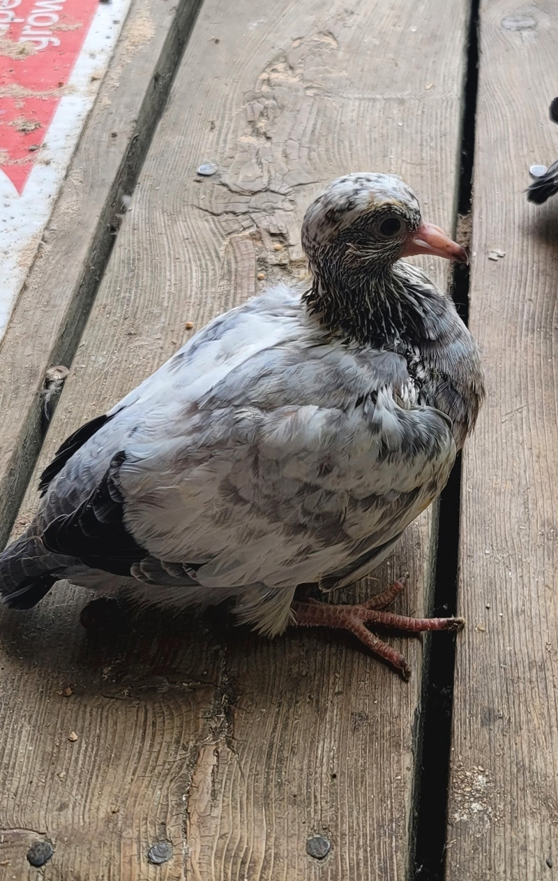 Baby pigeon | Birds for Rehoming | City of Toronto | Kijiji