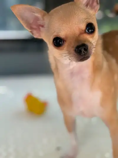 Tiny Princess Looking for the Right Castle Chihuahua – Almost 1 Year Old Adorable female, approx. 3...