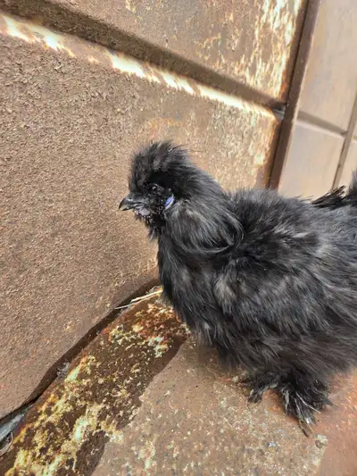 Silkie roosters , View more