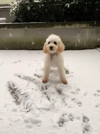 Cavapoo looking for forever home, View more