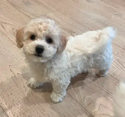 Beautiful Bichonpoo Puppies – Ready to Go to Loving Homes! We have 2 gorgeous Bichonpoo puppies—one...