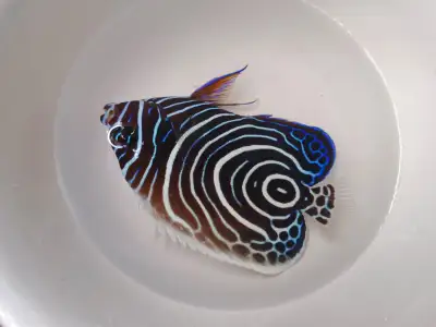 Angelfish fish for sale , View more
