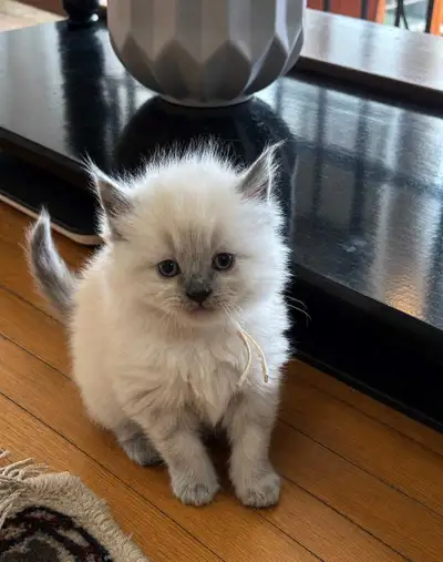 Premium Siberian x Ragdoll kittens RESERVE NOW, View more