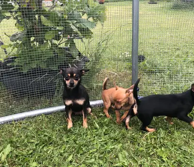 puppies are sold mom is still available, View more