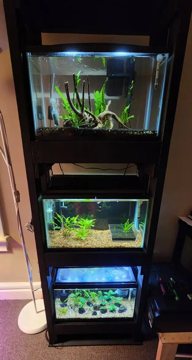 Taking in small, Unwanted Fish or Fish that Need Rehoming in Fish for Rehoming in City of Toronto - Image 9