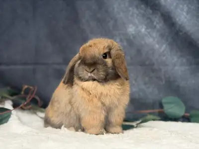 Neutered Holland lop bunnies, View more
