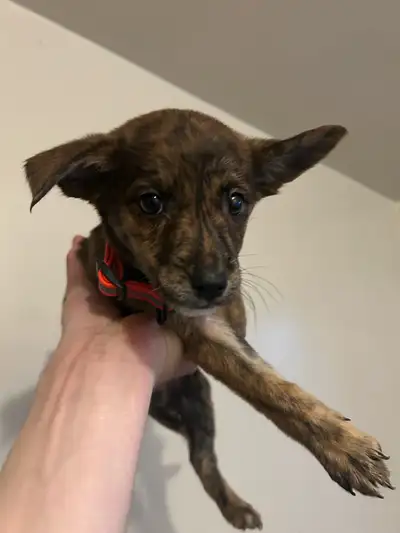 Loving Lab/Heeler Shep Mix Puppies, Ready for New Homes! ❤️, View more
