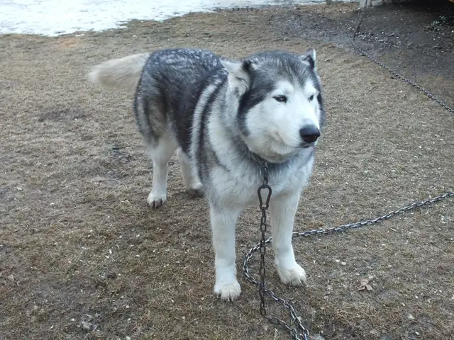 Retiring Husky Sled dog in Dogs & Puppies for Rehoming in Edmonton - Image 3