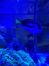 Blue Tang/ Hippo Tang