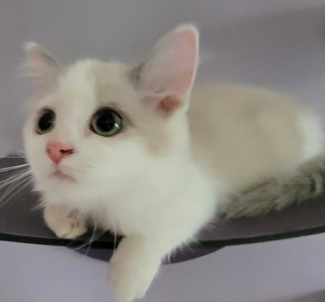 Adorable Loving..Female BiColour Ragdoll Kitten Cats & Kittens for