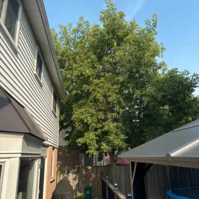 tree service62863222105730122