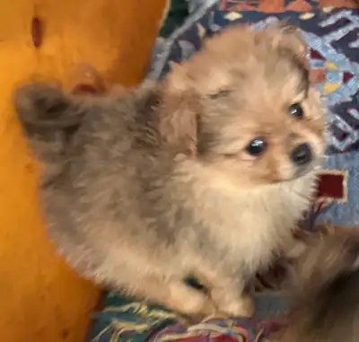 Earnie purebred pomeranian puppy ready for new home August 20 -, View more