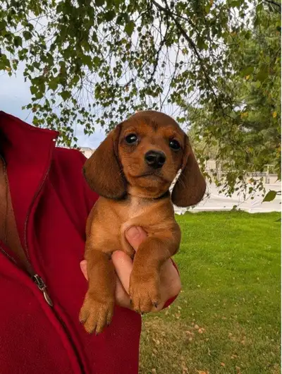 Chiots teckel miniature vaccinées, vermifugées, micropucées …, View more