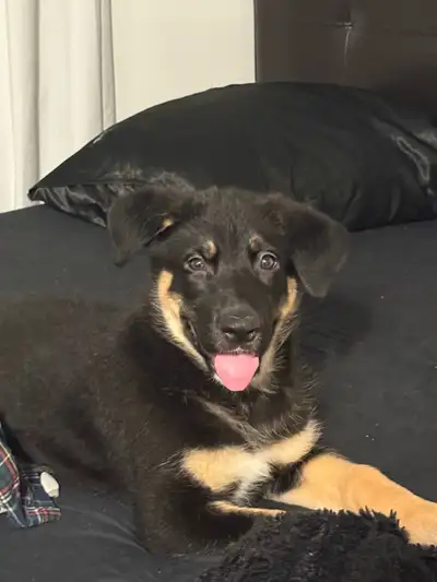 German black lab Husk puppy, View more