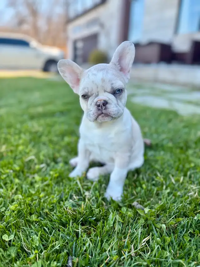 French bulldog puppies in Dogs & Puppies for Rehoming in St. Catharines - Image 3