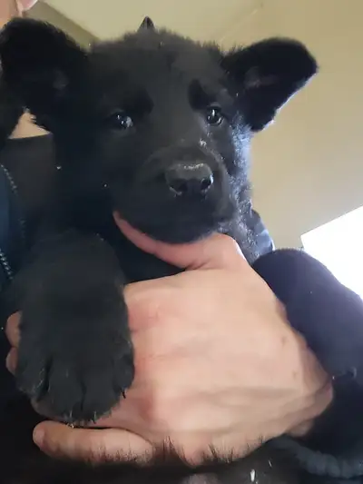 Chiot berger allemand noir, View more