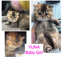 Beautiful Scottish Kitten | YUNA & YOKI