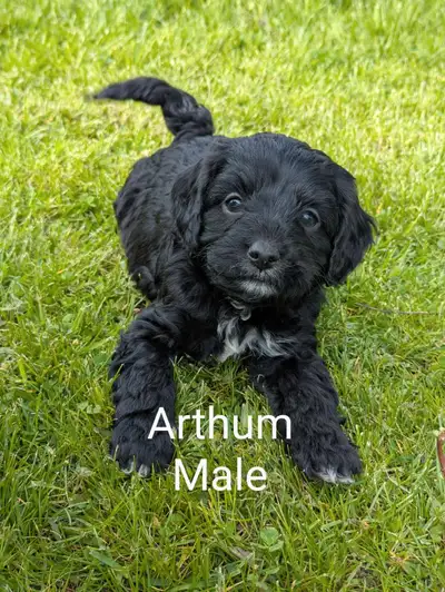 Cavapoo puppies, View more