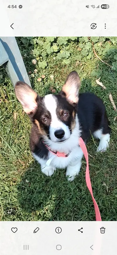 Gorgeous  female corgi puppy, View more
