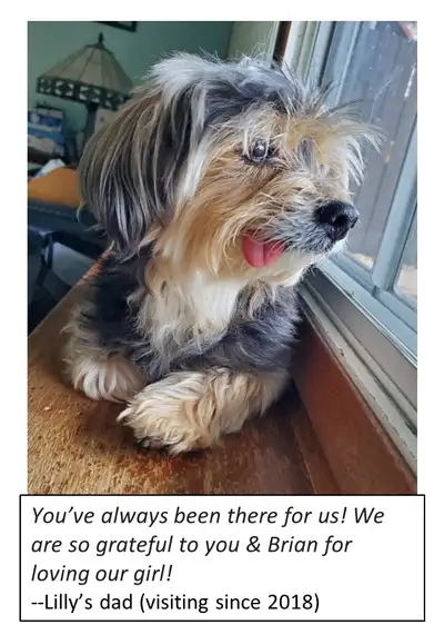 small dog breed sitter parents love!, View more
