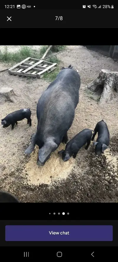English large black piglets for sale, View more