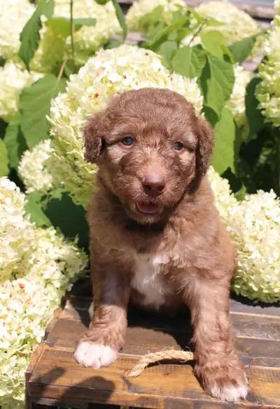 Aussiedoodle F1, View more