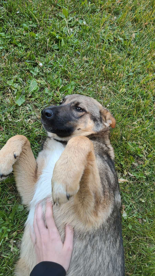 Puppies for sale! in Dogs & Puppies for Rehoming in Portage la Prairie - Image 2