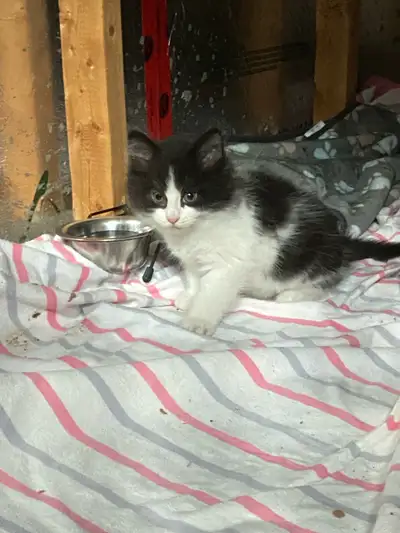 Bonjour à tous! J'ai un magnifique chaton blanc et noir près de St-Hyacinthe qui cherchent un nouvea...