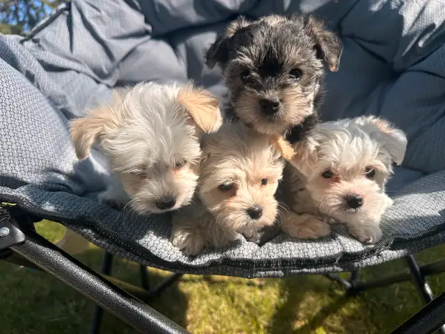 Yorkie-Poodle Puppies in Dogs & Puppies for Rehoming in Strathcona County - Image 5