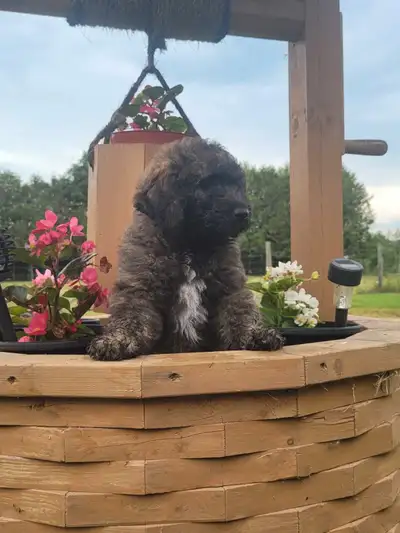 Shepherd/Rotti mix Poodle puppy for rehoming, View more