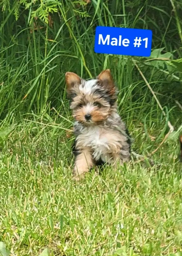 Unique Yorkie puppys in Dogs & Puppies for Rehoming in Stratford - Image 3