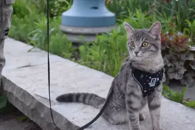 reliable cat sitter, View more