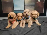  Mini poodle Puppies!!