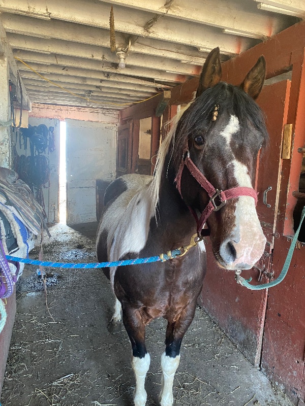 Register paint stud Horses & Ponies for Rehoming Ottawa Kijiji