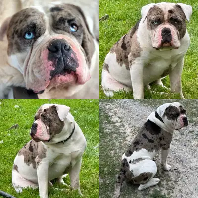 Alapaha Blue Blood Bulldogs • Registered Health Tested, View more