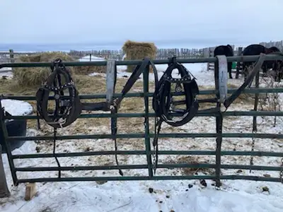 harness for breaking in horses or driving harness , View more