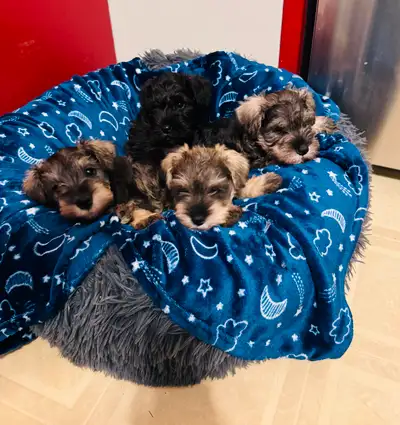 Miniature Schnauzer Puppies, View more
