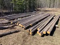 Pine logs 