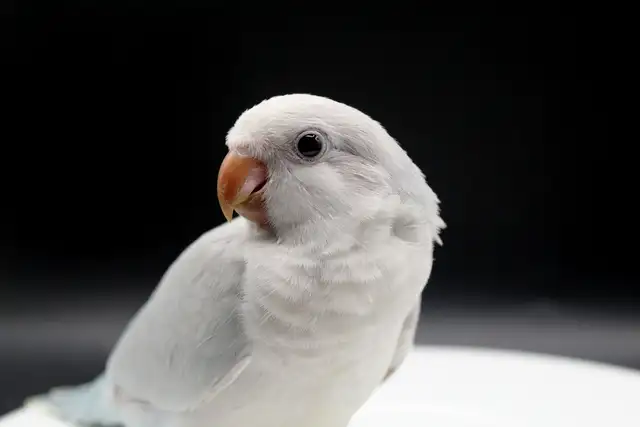 QUAKERS NAM DISPONIBLES in Birds for Rehoming in Laurentides - Image 7