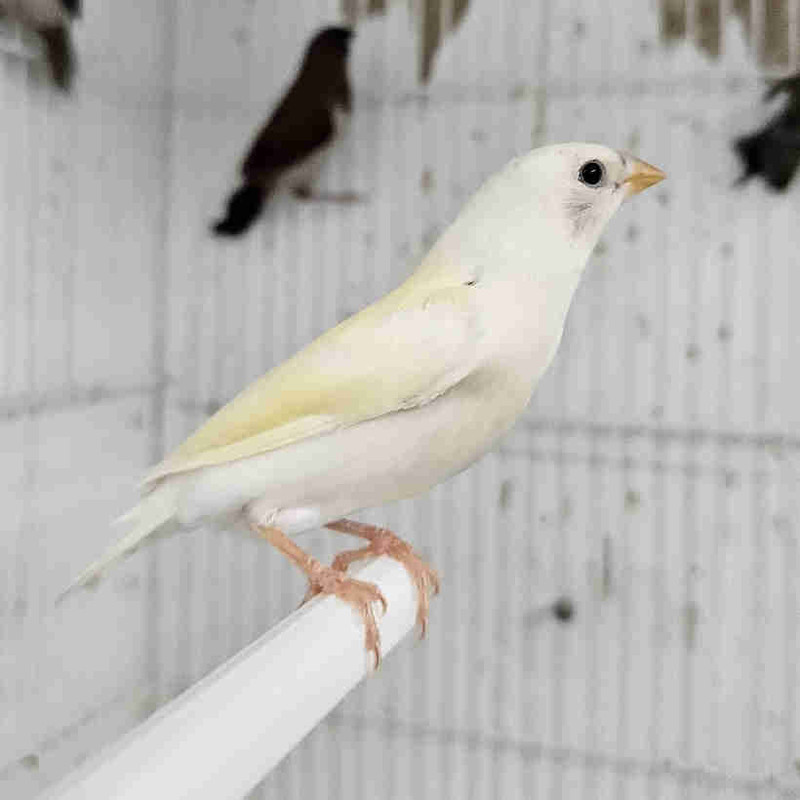 Finches for sale | Birds for Rehoming | City of Toronto | Kijiji