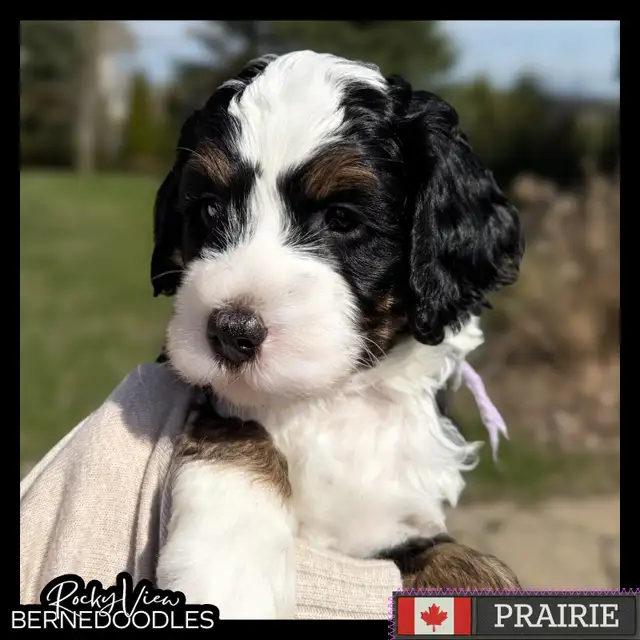 Guardian Home Wanted: Love a Bernedoodle, We Cover the Rest! in Dogs & Puppies for Rehoming in Markham / York Region - Image 6