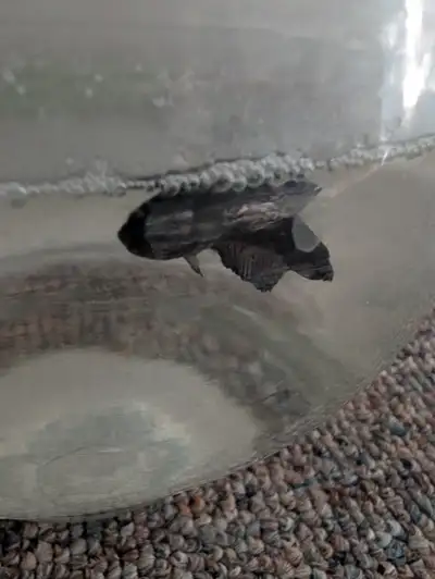 Hey I'm selling four Bettas that are 5 bucks each. If you want the bowl and the Betta, that is 10 bu...