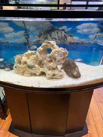 bowfront fish tank with fish, View more