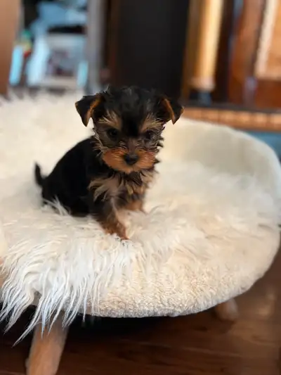 Dogs ONE GIRL LEFT , Extremely miniature ! ! dad is 3half pounds mamas 4 been breeding for almost 40...