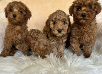 Tiny toy poodles ready now 3 boys left 