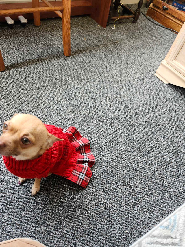 1 yr. old chihuahua..short hair, fawn colour,deer head. in Dogs & Puppies for Rehoming in Trenton - Image 4