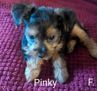 Yorkiepoo Puppies 5/17/2025, View more