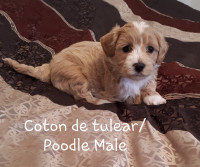Coton de tulear/Poodle